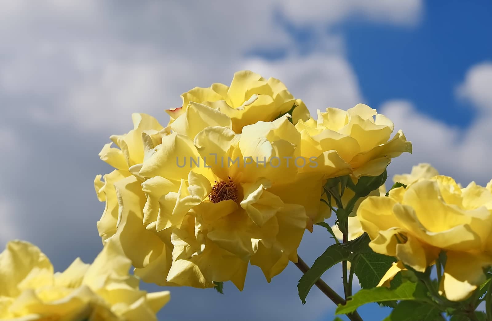 Beautiful yellow roses in front of blue sky by Stimmungsbilder