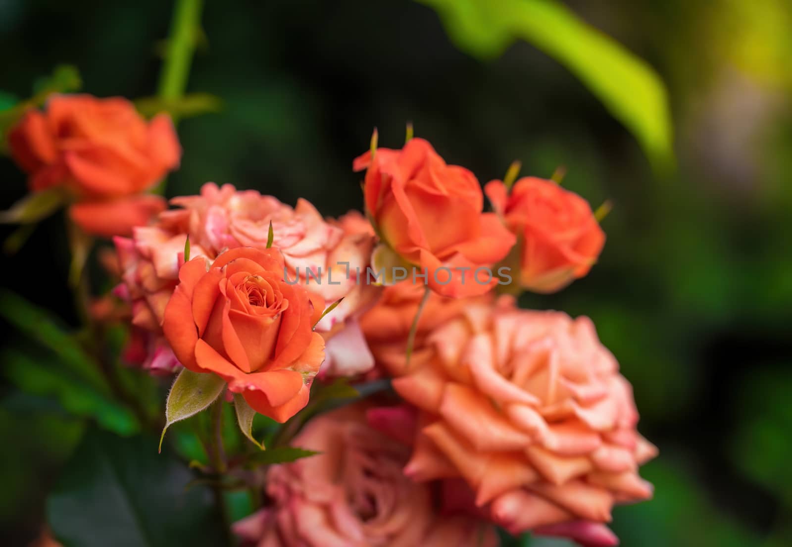 Orange rose flower close up on a green blurred background.