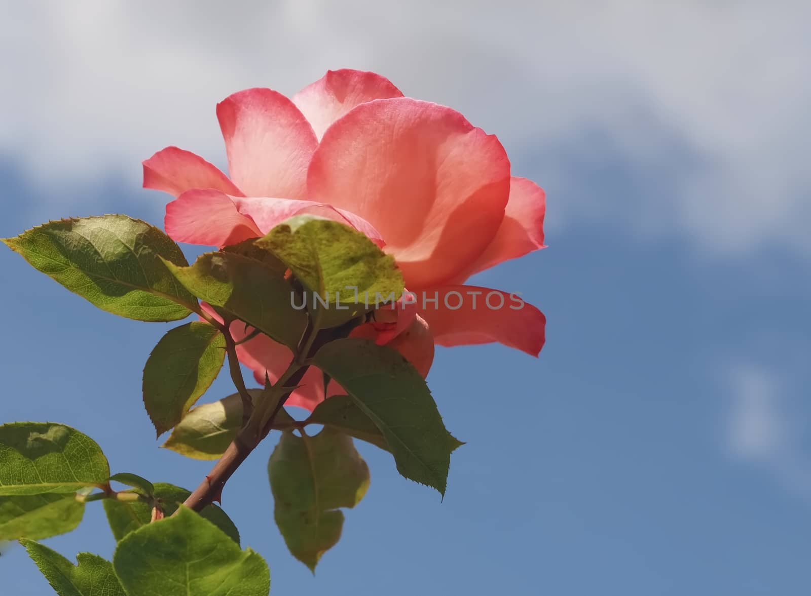 Beautiful red rose in front of blue sky by Stimmungsbilder