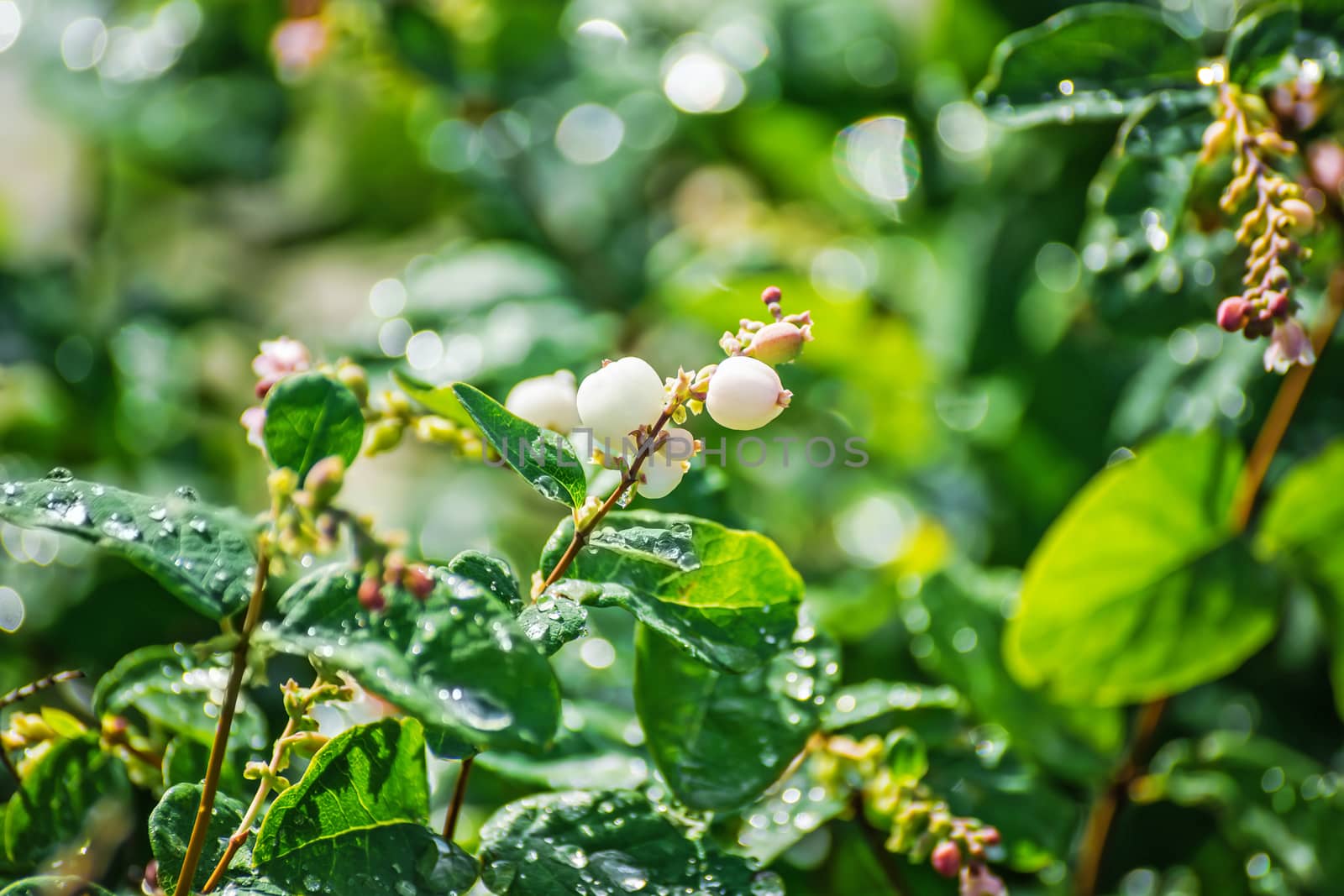 Snowberry in drops of water after a rain in a sunny day close up on a blurred background.