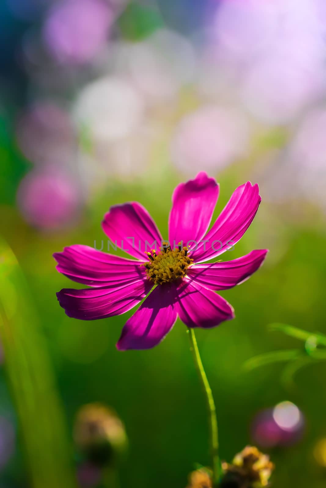 Cosmos flower Cosmos Bipinnatus with blurred background.
