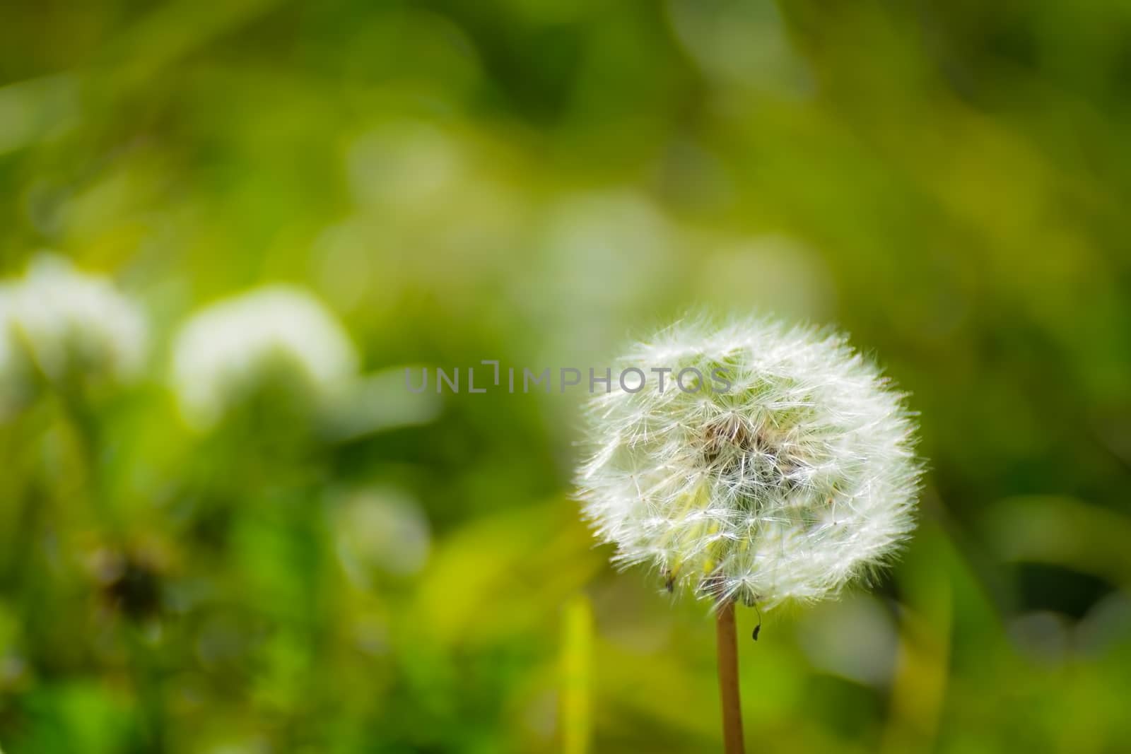 Dandelions close up on a blurred background.