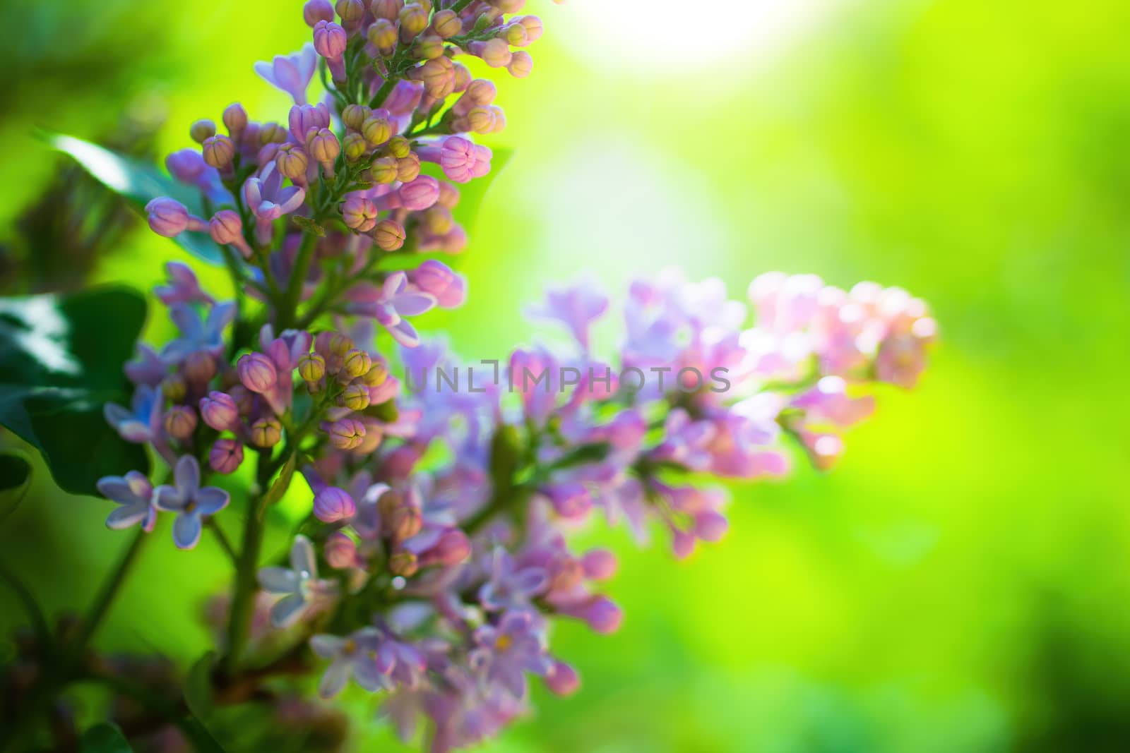 Branch of blossoming lilac on a sunny day close up on a blurred background.