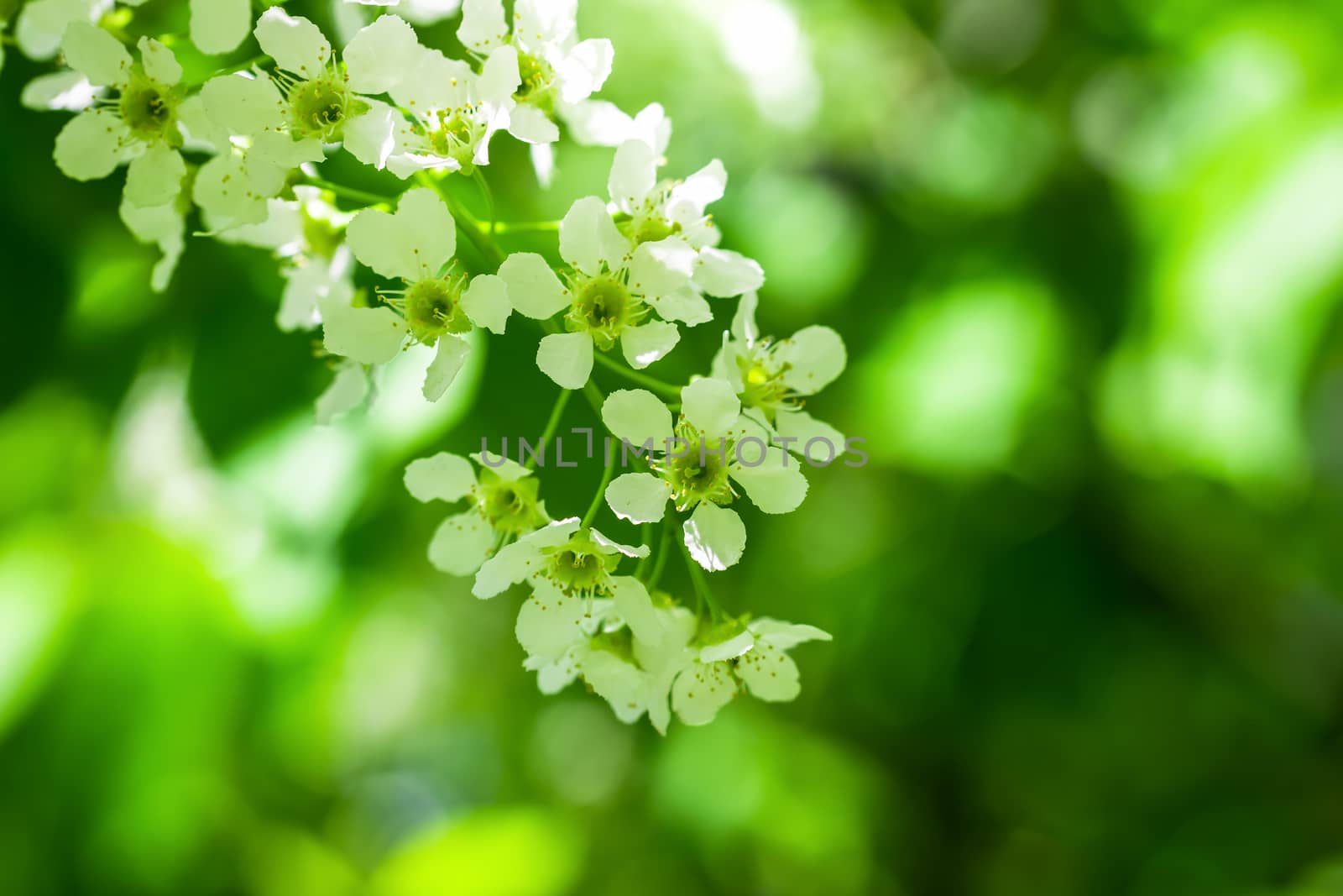 Branch of flowering bird cherry in white flowers on a spring sunny day.