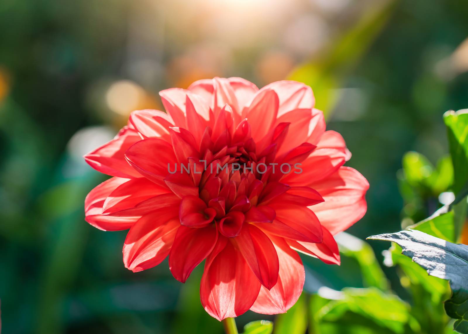 flowering red dahlias in the garden on a blurred background