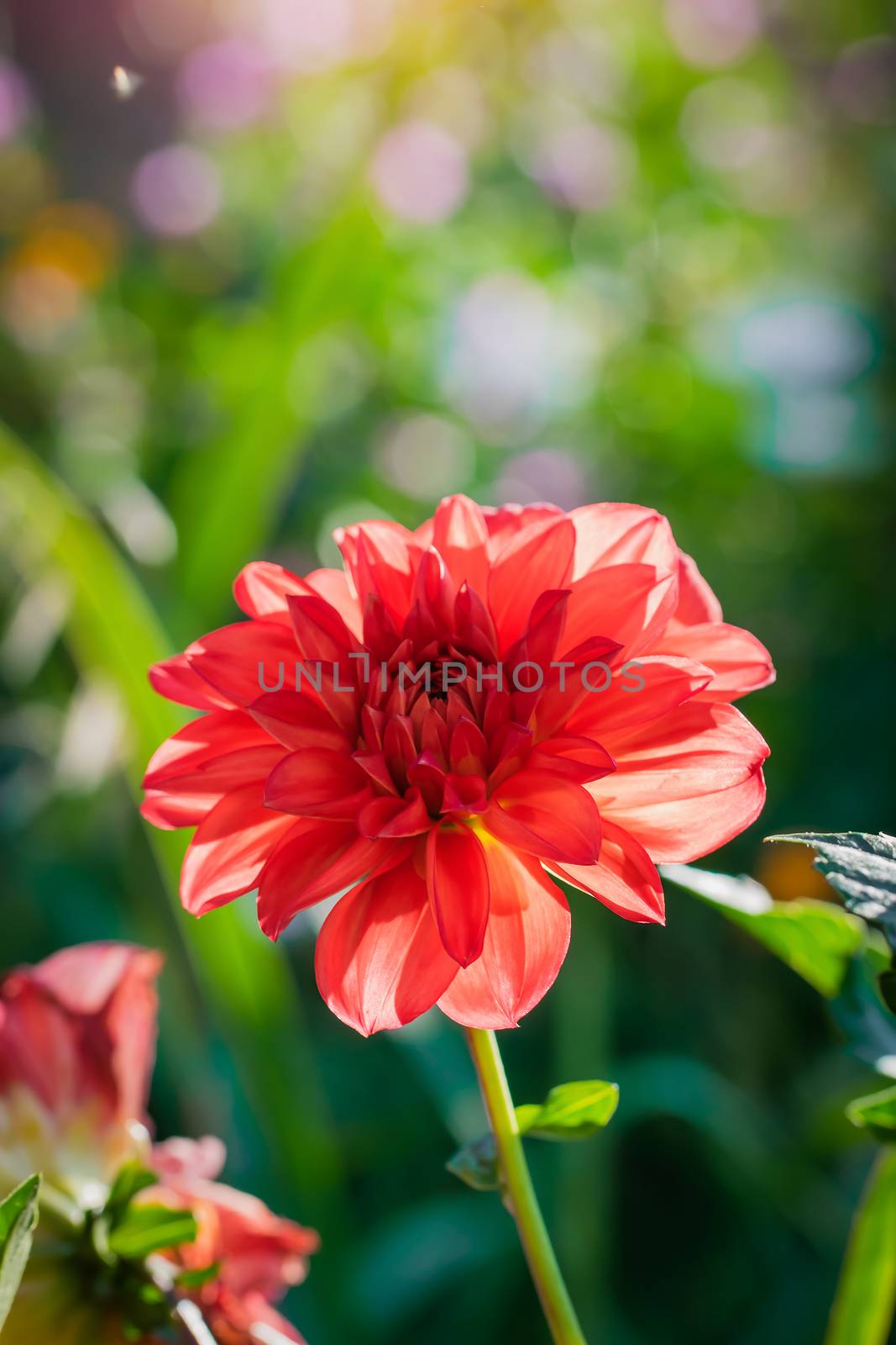 flowering red dahlias in the garden on a blurred background