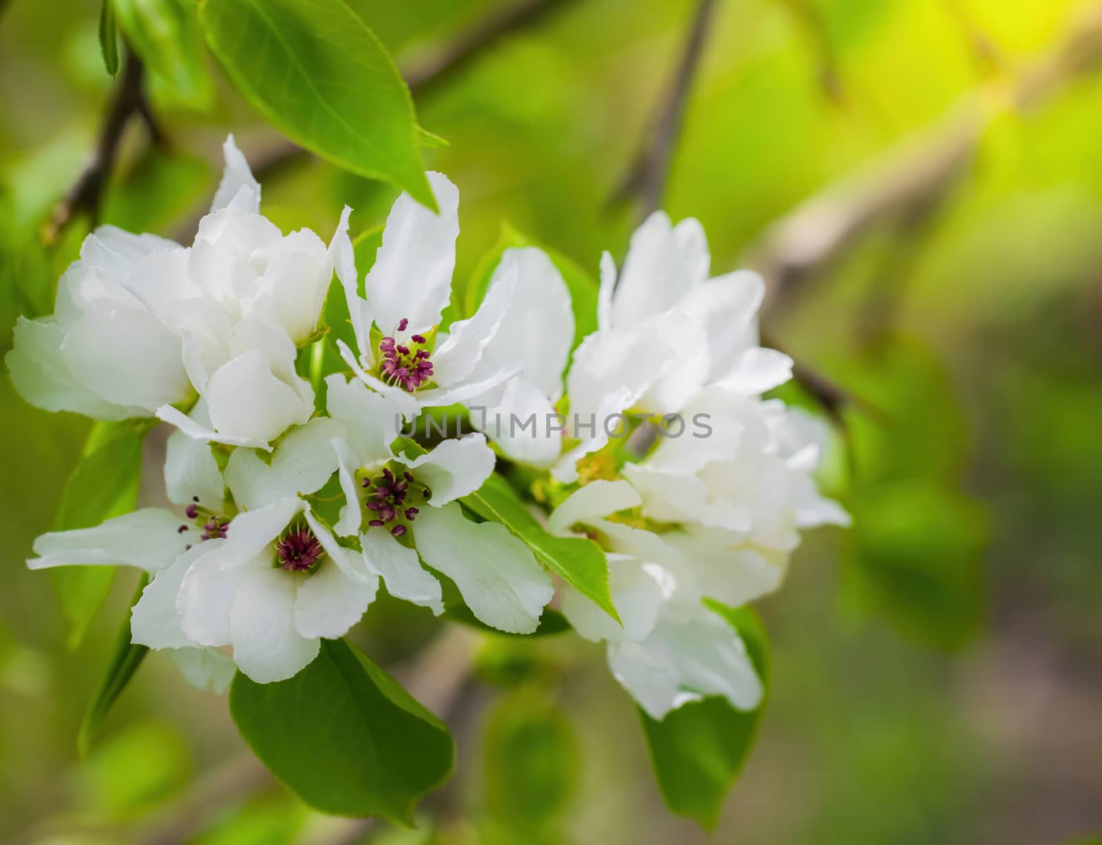 Branch of a blossoming apple tree in white flowers against the sky