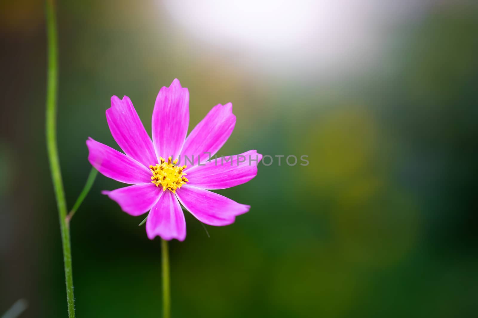 Cosmos flower Cosmos Bipinnatus with blurred background.