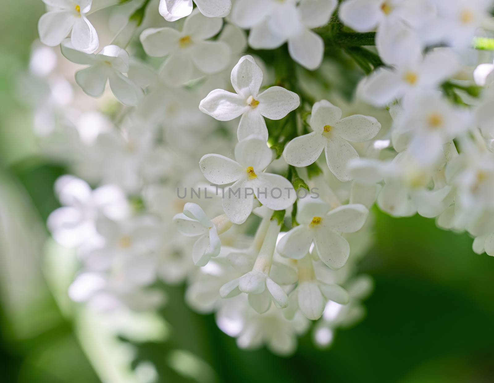 Branch of blossoming white lilac on a sunny day on a blurred background.