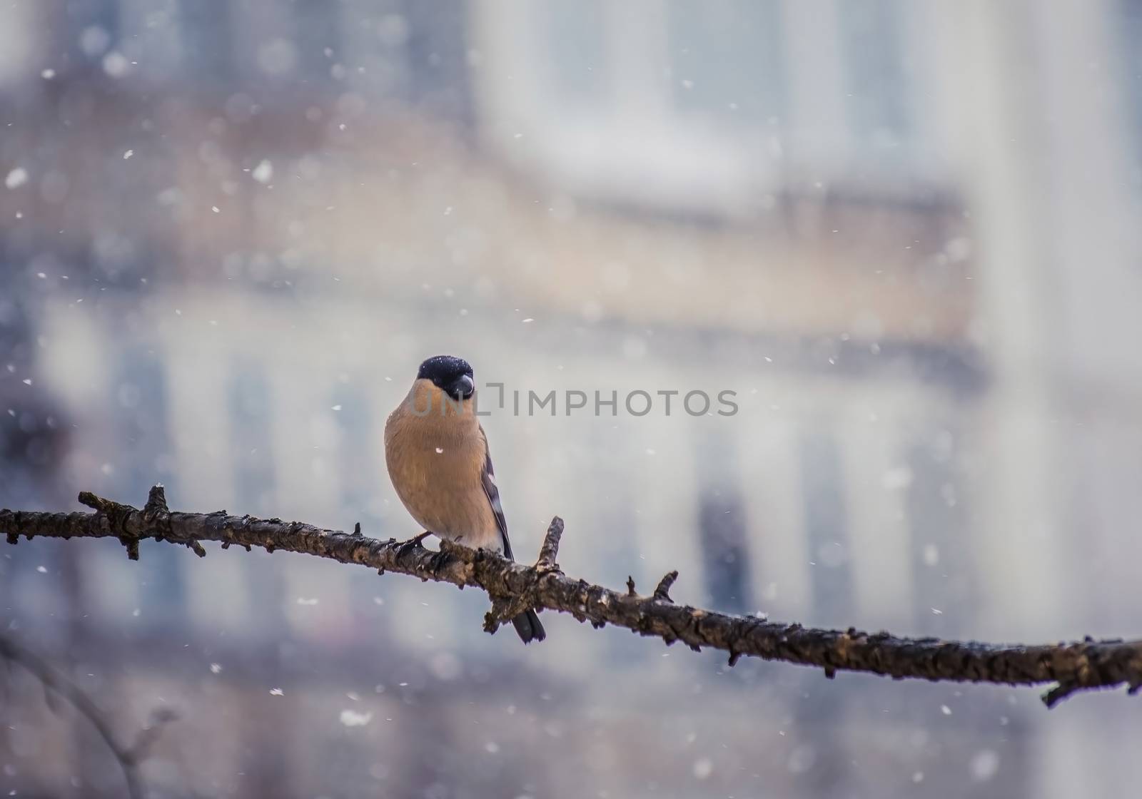 reddish chest bullfinch on a winter day sitting on a tree branch.