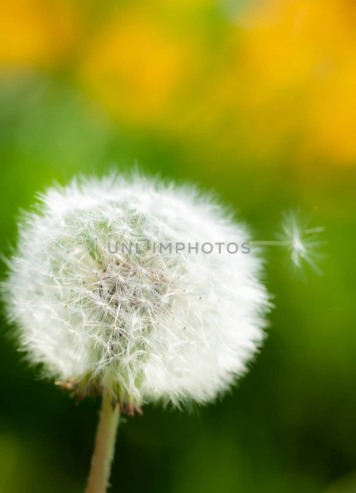 Dandelions close up on a blurred background.