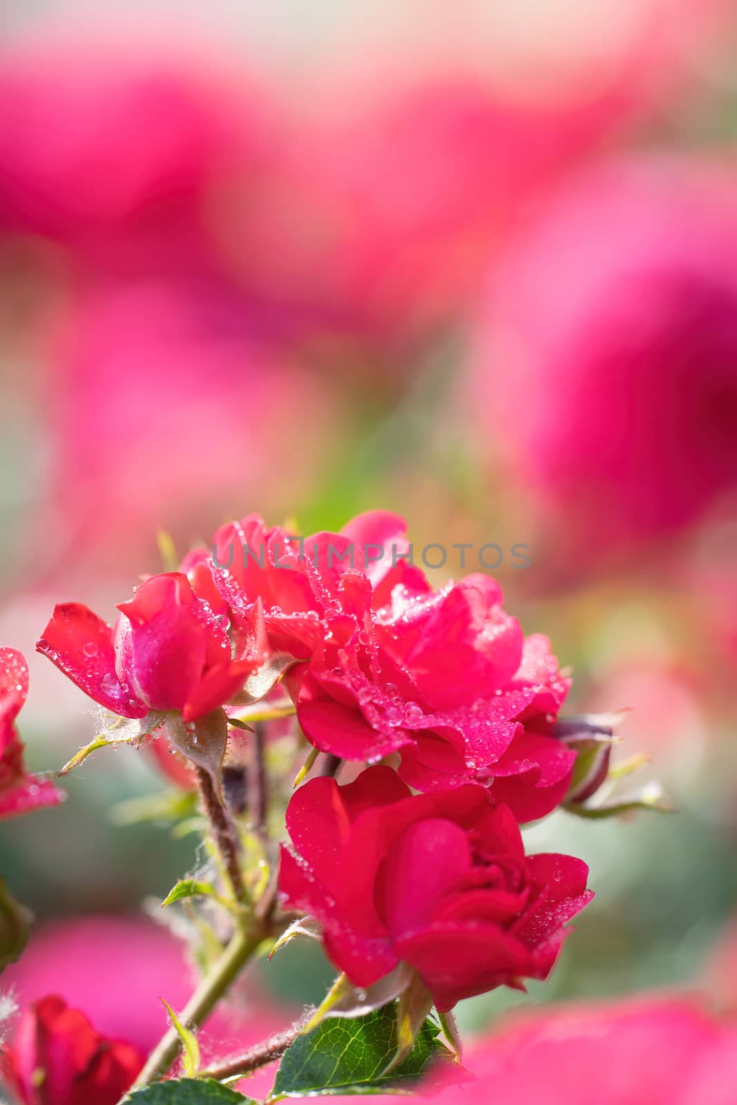 Red rose flower on a green blurred background.