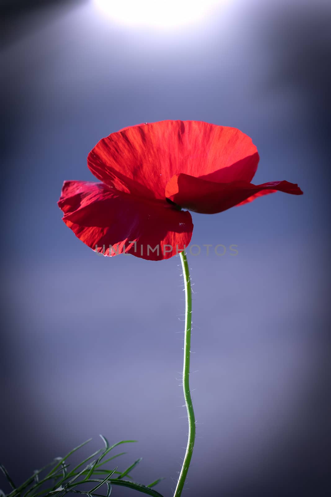 Red poppy flower against the rays of the setting sun on a summer day.