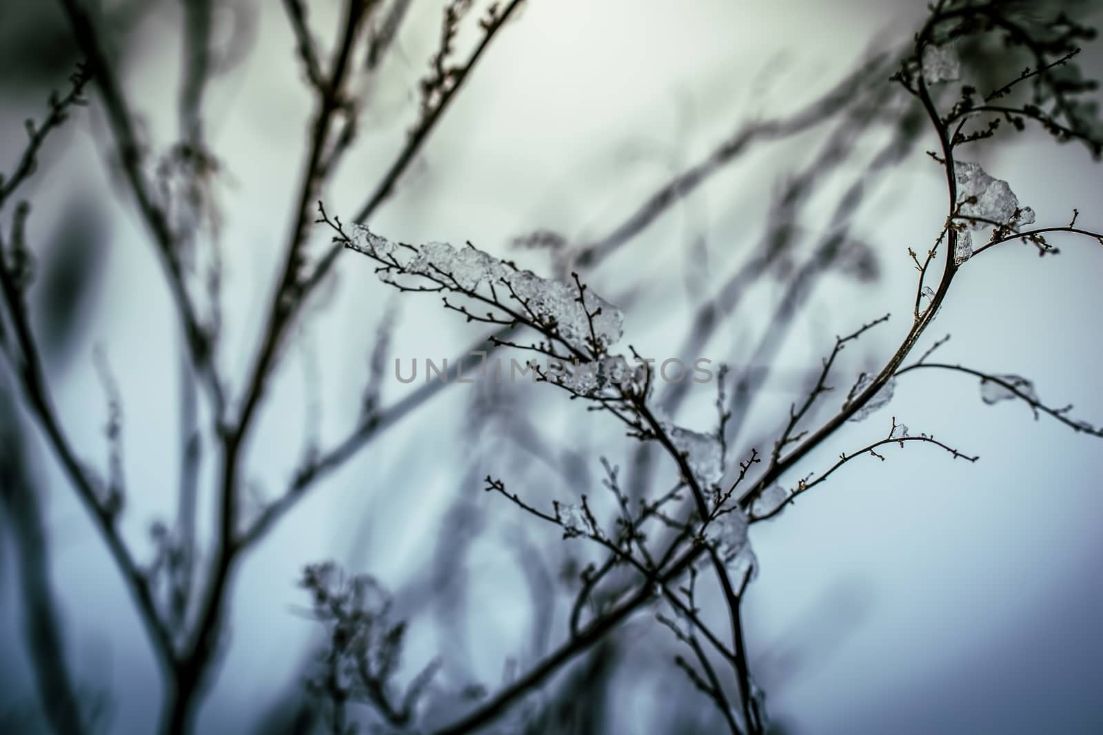 Dry plant covered with snow on a frosty winter day in the outdoor.