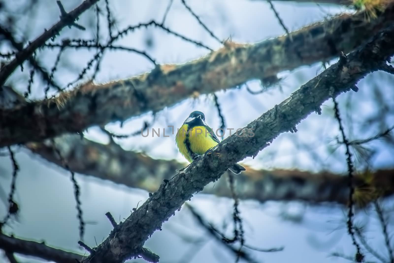 Titmouse on a snowy winter day sitting on a tree branch.