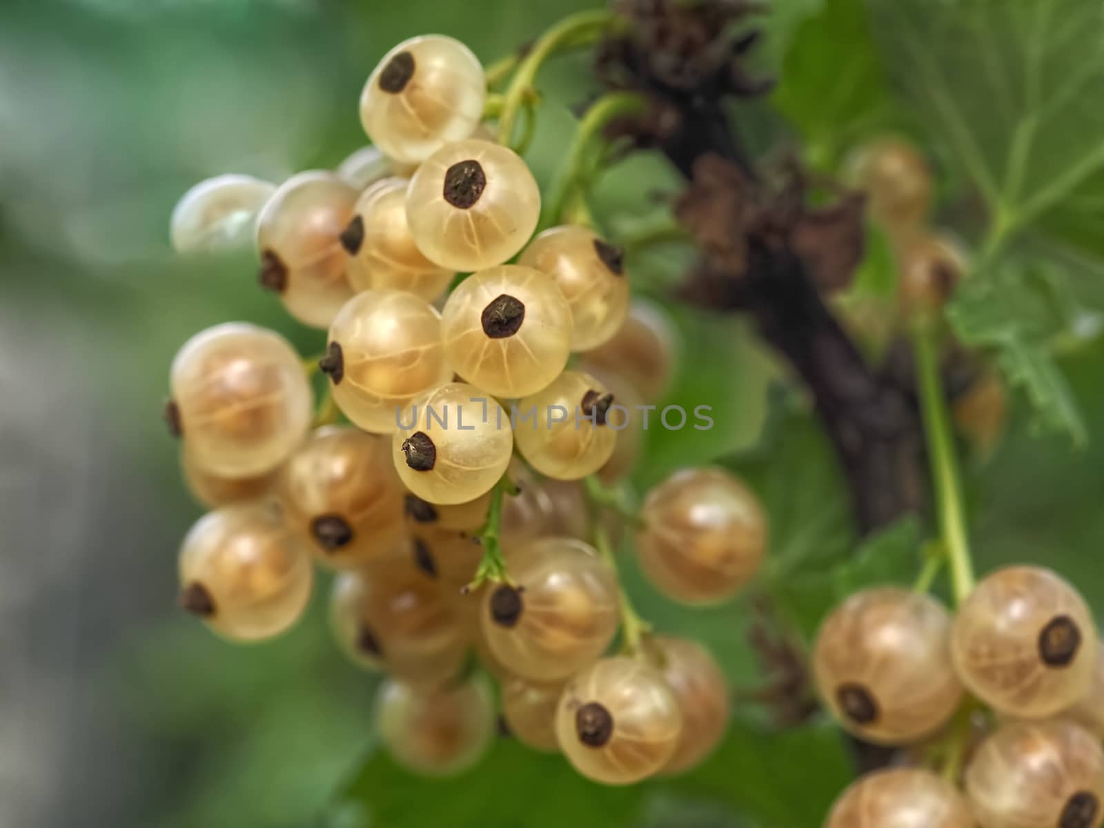 Red currants ripening in the sun at a bush by Stimmungsbilder