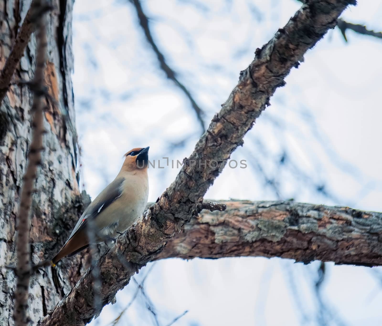 Bird waxwing in early spring in the natural habitat.