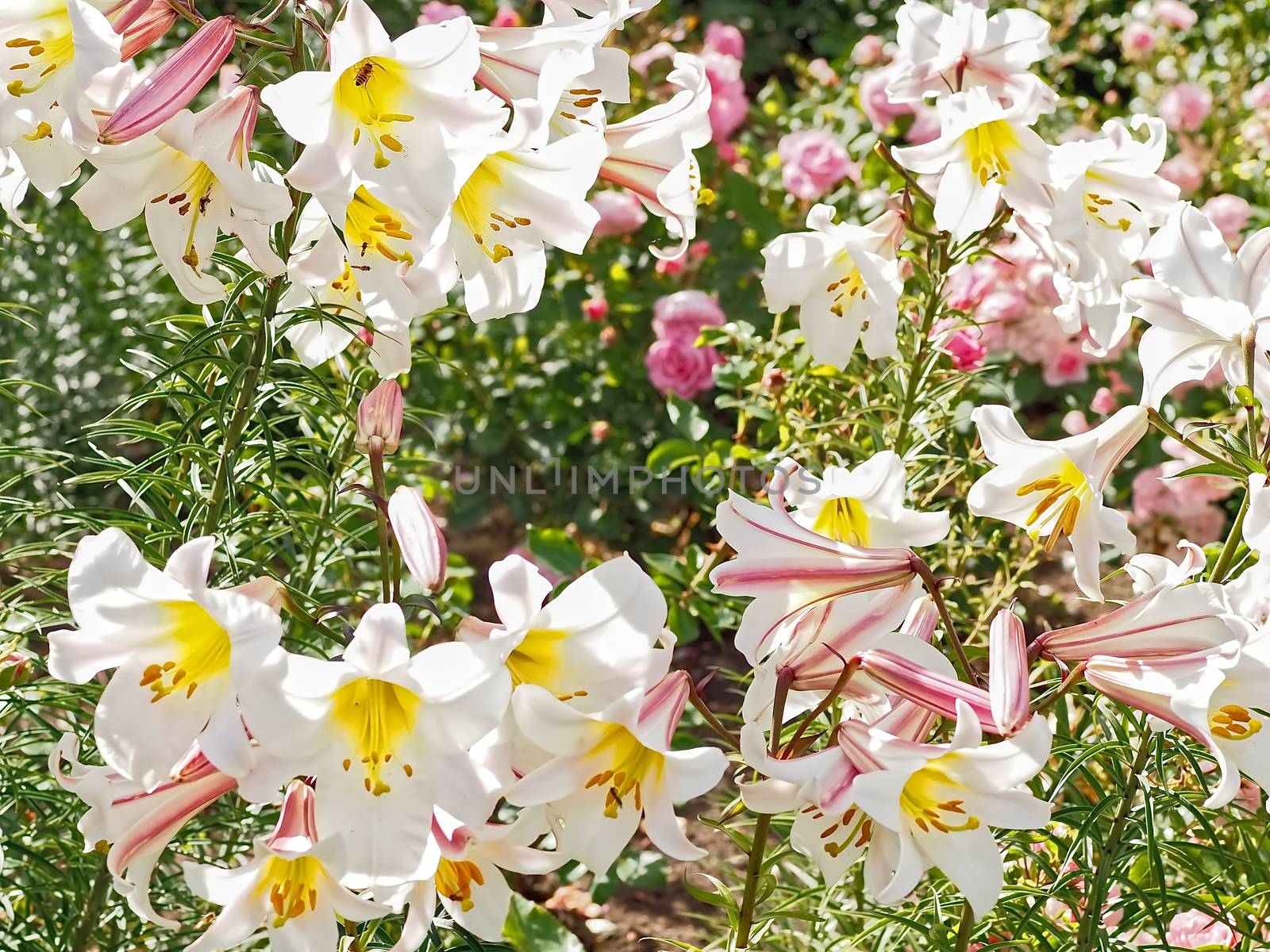 Garden with beautiful big blooming lilies