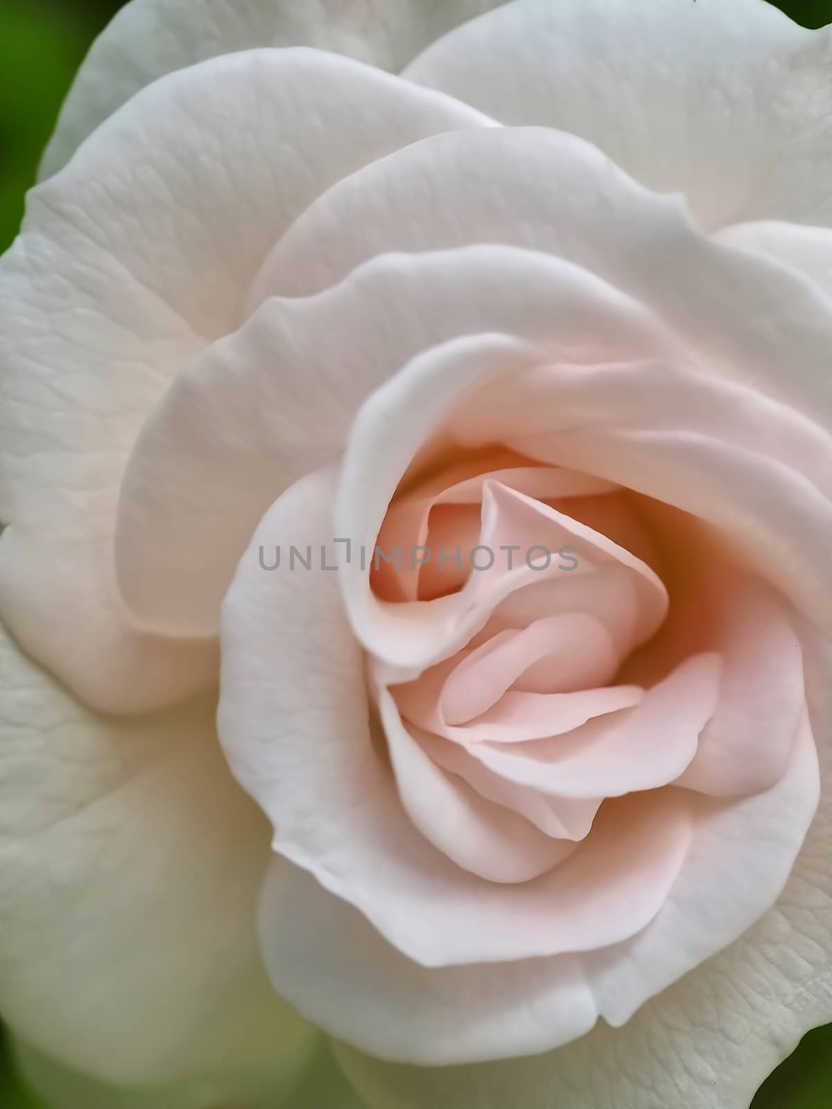 Beautiful macro of a white rose by Stimmungsbilder