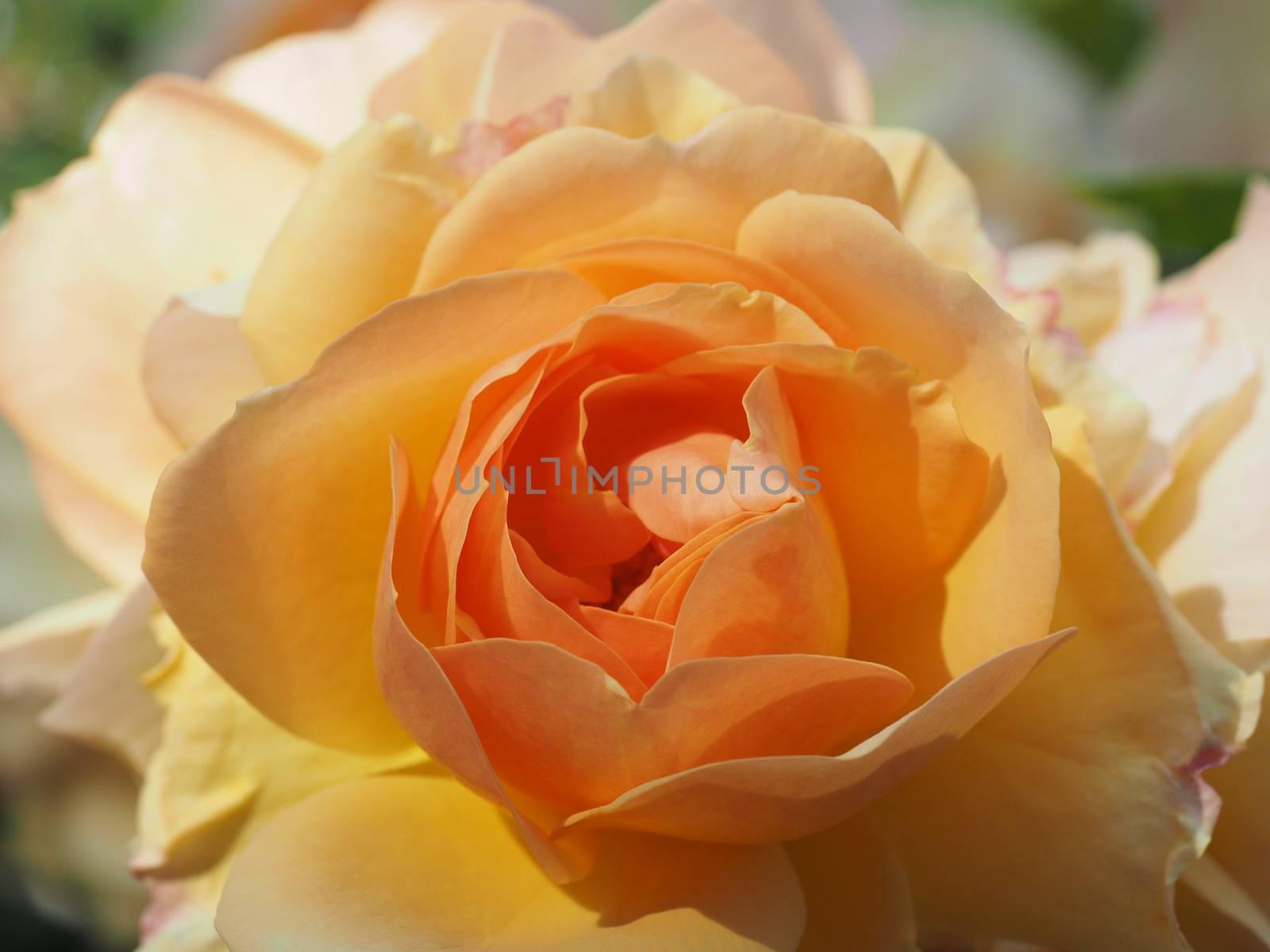 Beautiful macro of a blooming orange rose rose by Stimmungsbilder
