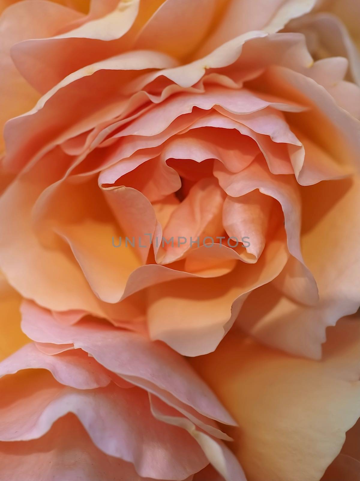 Macro of a beautiful orange rose