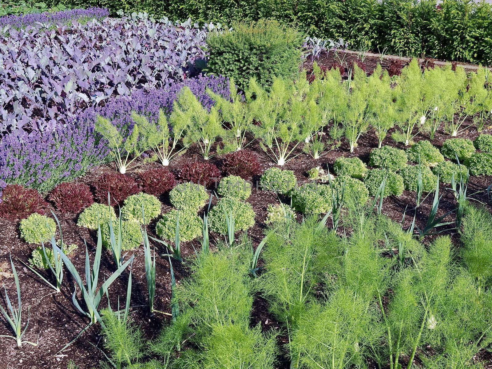 Vegetable garden with kohlrabi plants and lavender flowers