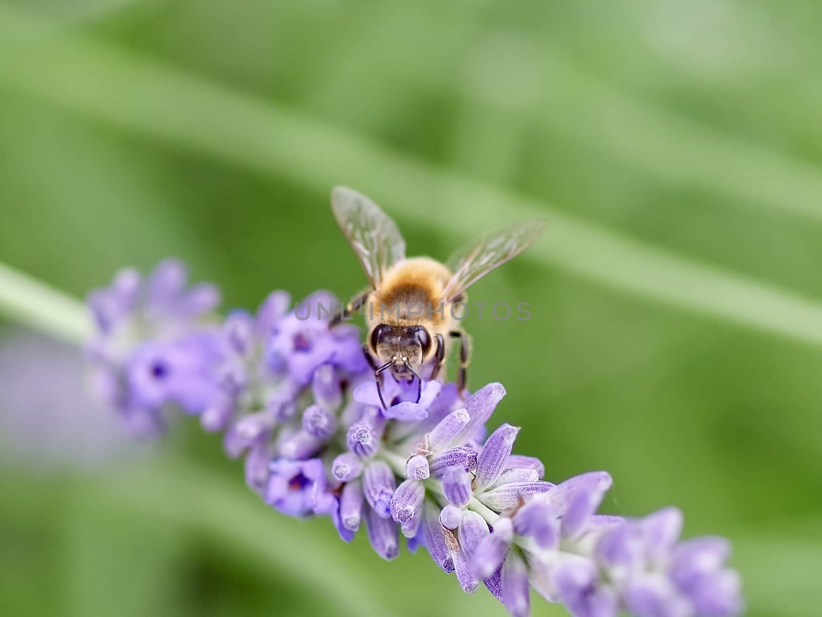 Closeup of a honey bee on a purple lavender flower by Stimmungsbilder