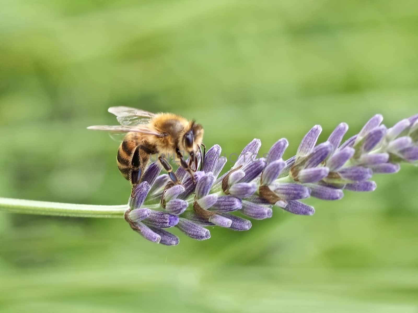 Closeup of a honey bee on a purple lavender flower by Stimmungsbilder