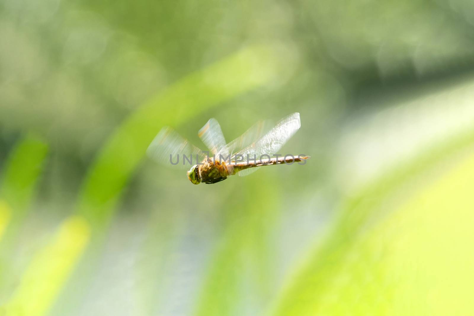 Flying dragonfly above the high grass hunting for small insect to eat under a sunny daylight in the morning by ankorlight