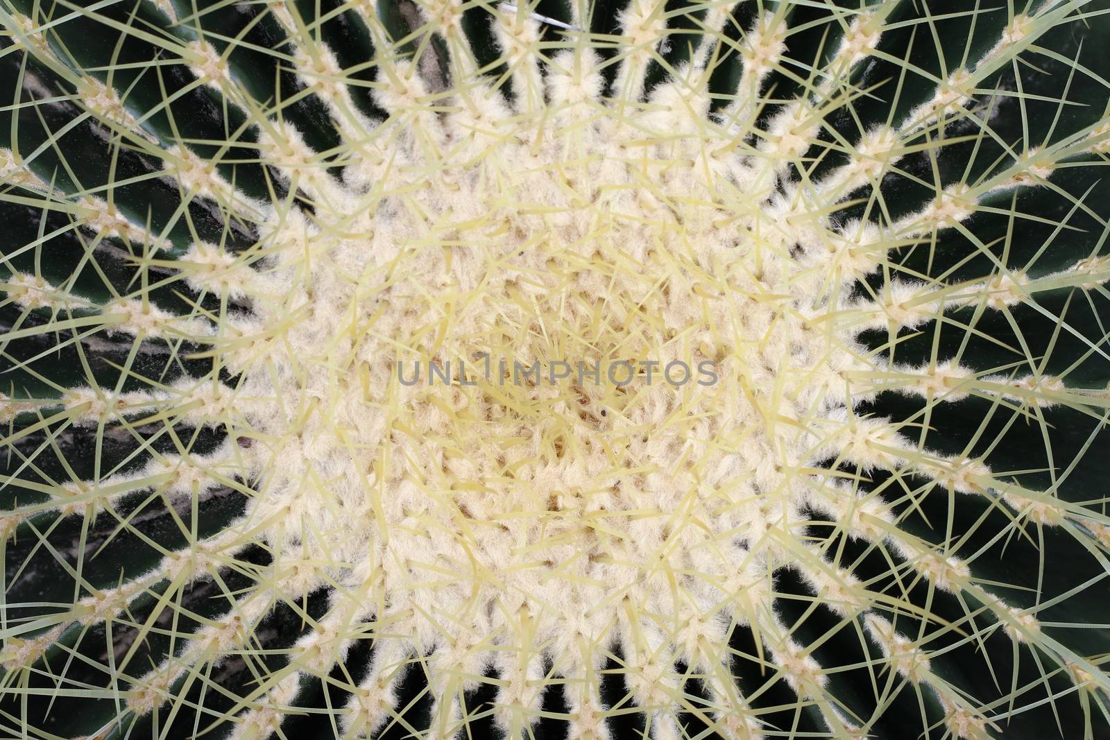 Golden barrel cactus - Echinocactus grusonii by Mibuch