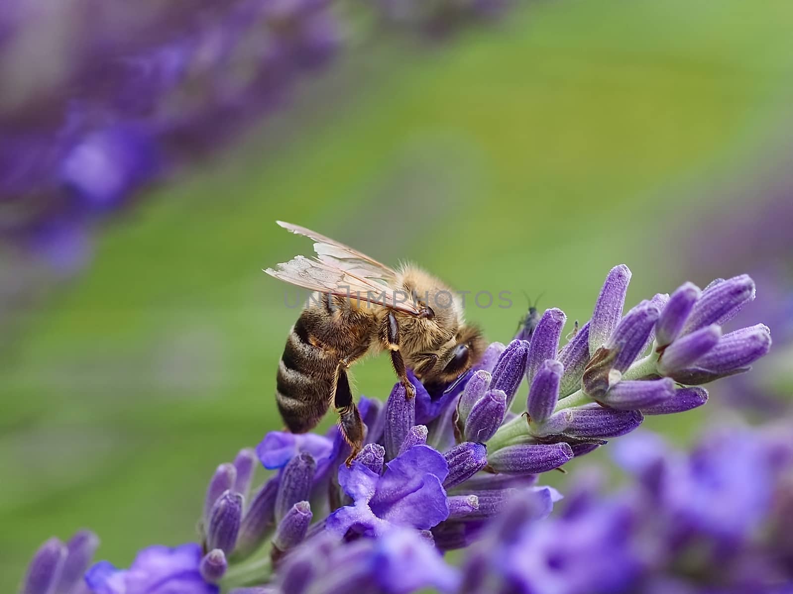 Macro of a honey bee on a lavender flower