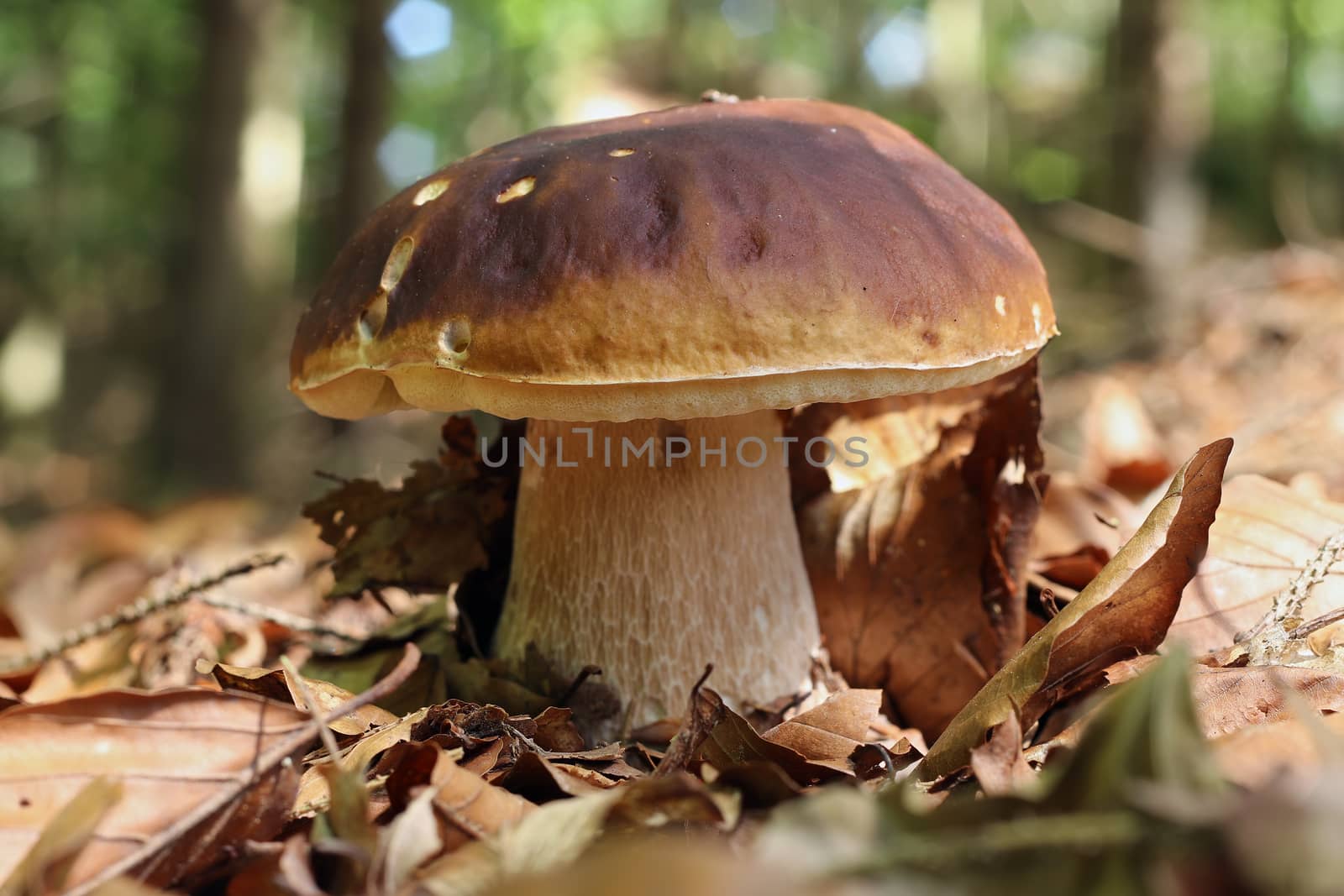 Detail of the edible mushroom - king boletus