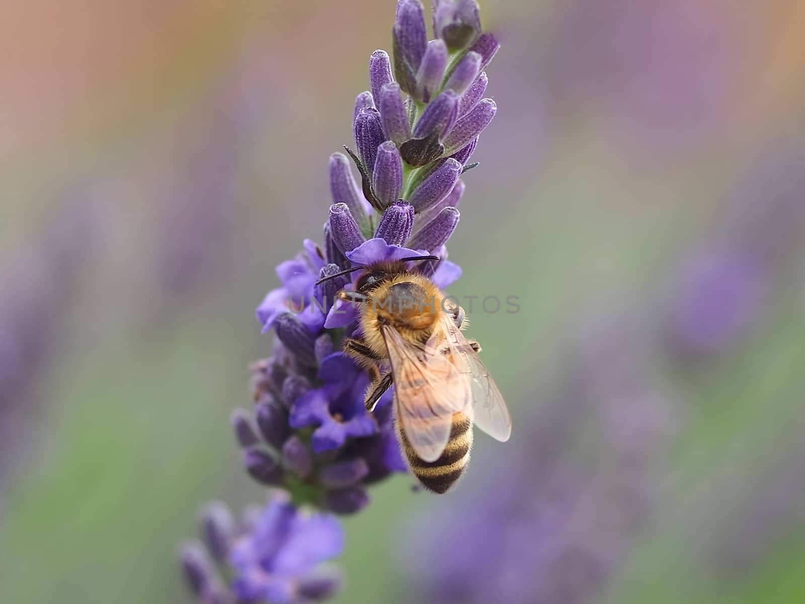 Closeup of a honey bee on a purple lavender flower by Stimmungsbilder