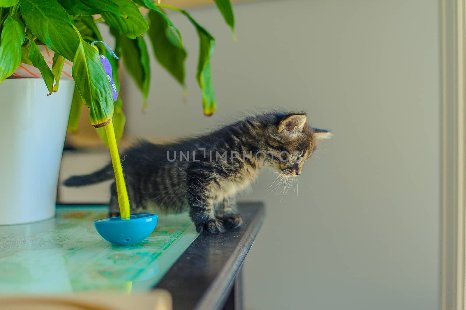 a kitten looks down from a table near a flower in a flowerpot and toys of a tumbler by chernobrovin