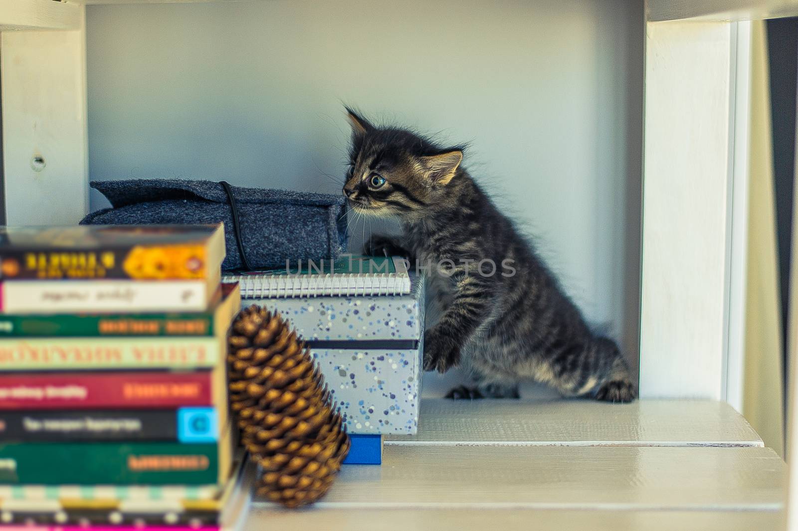 gray striped kitten sniffing books on a white shelf with a fir cone