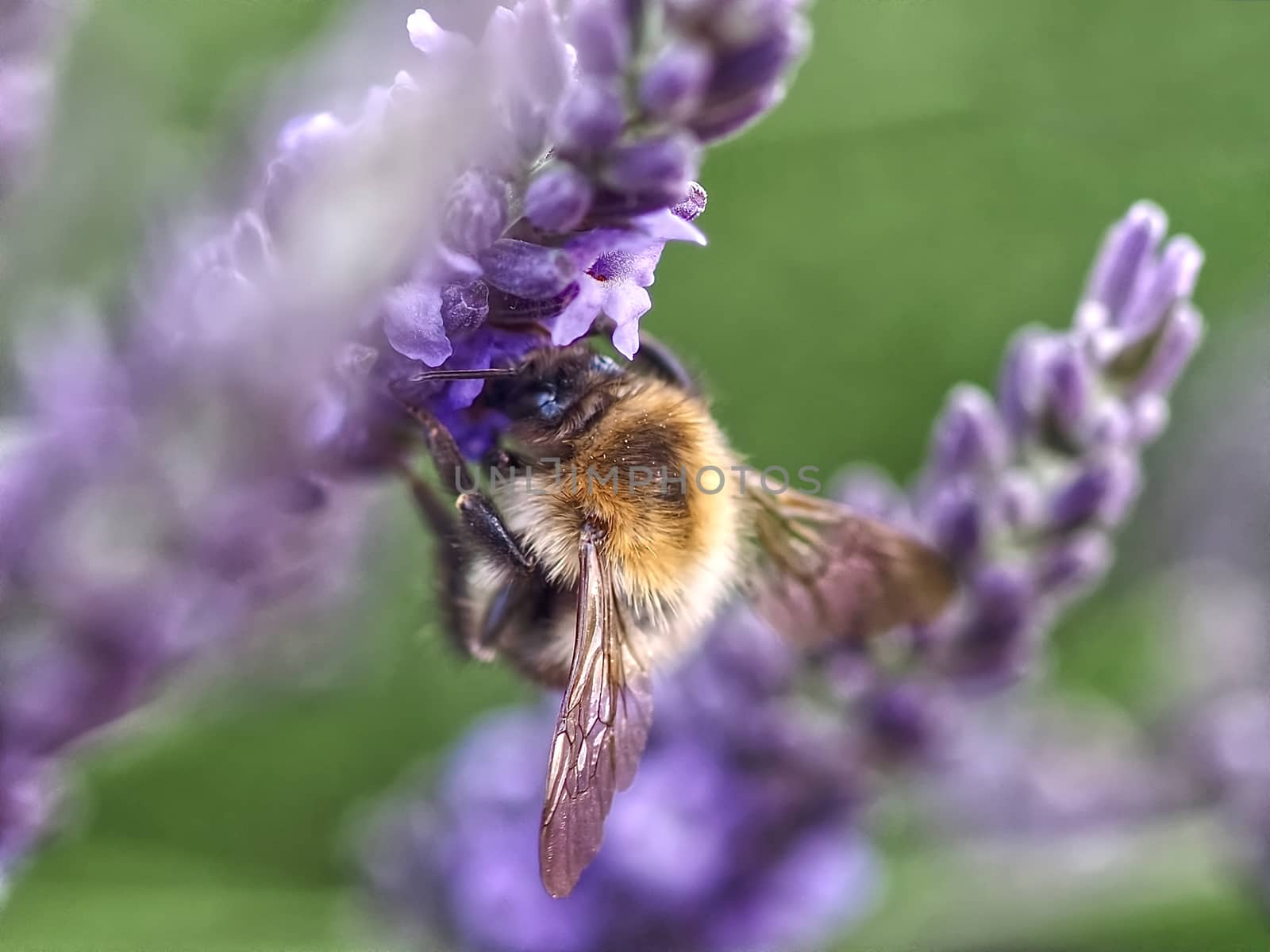 Macro of a humble bee on a lavender flower