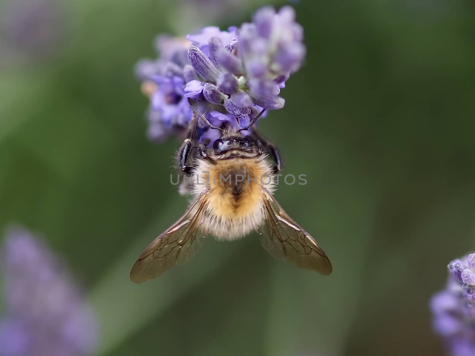 Macro of a humble bee on a lavender flower