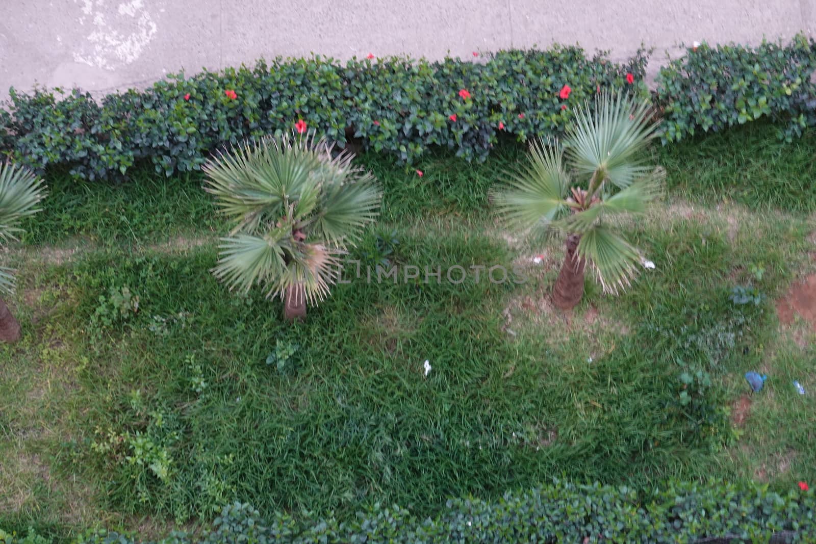 two beautiful green trees in the grass.