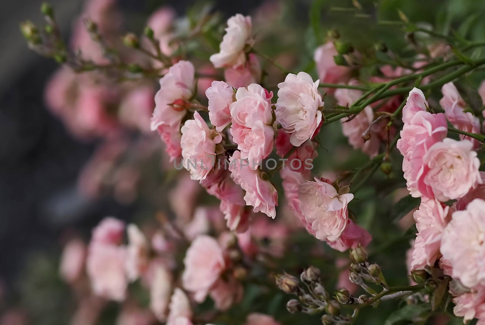 Many pink roses on a rose bush in a garden by Stimmungsbilder