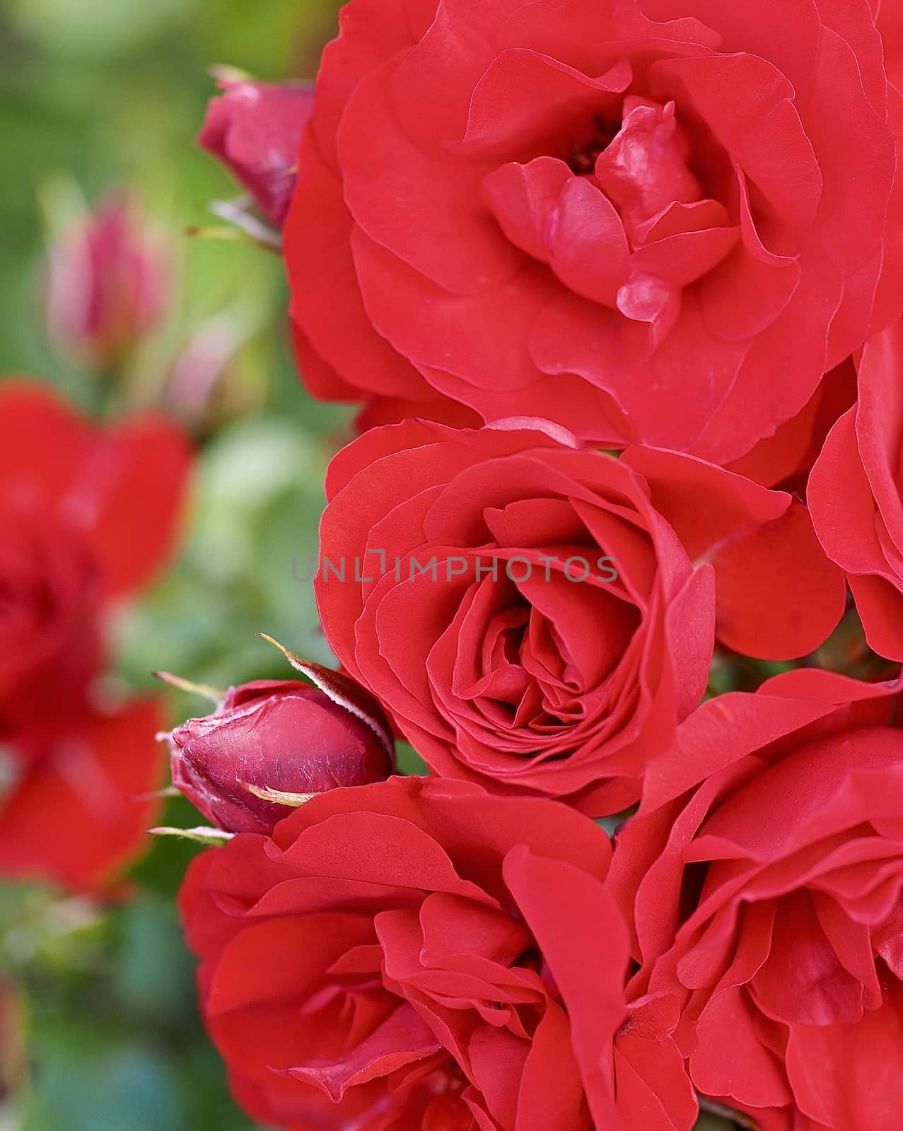 Macro of blooming red roses in a garden
