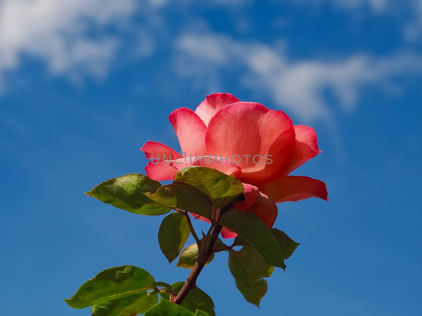Beautiful red rose in front of blue sky by Stimmungsbilder