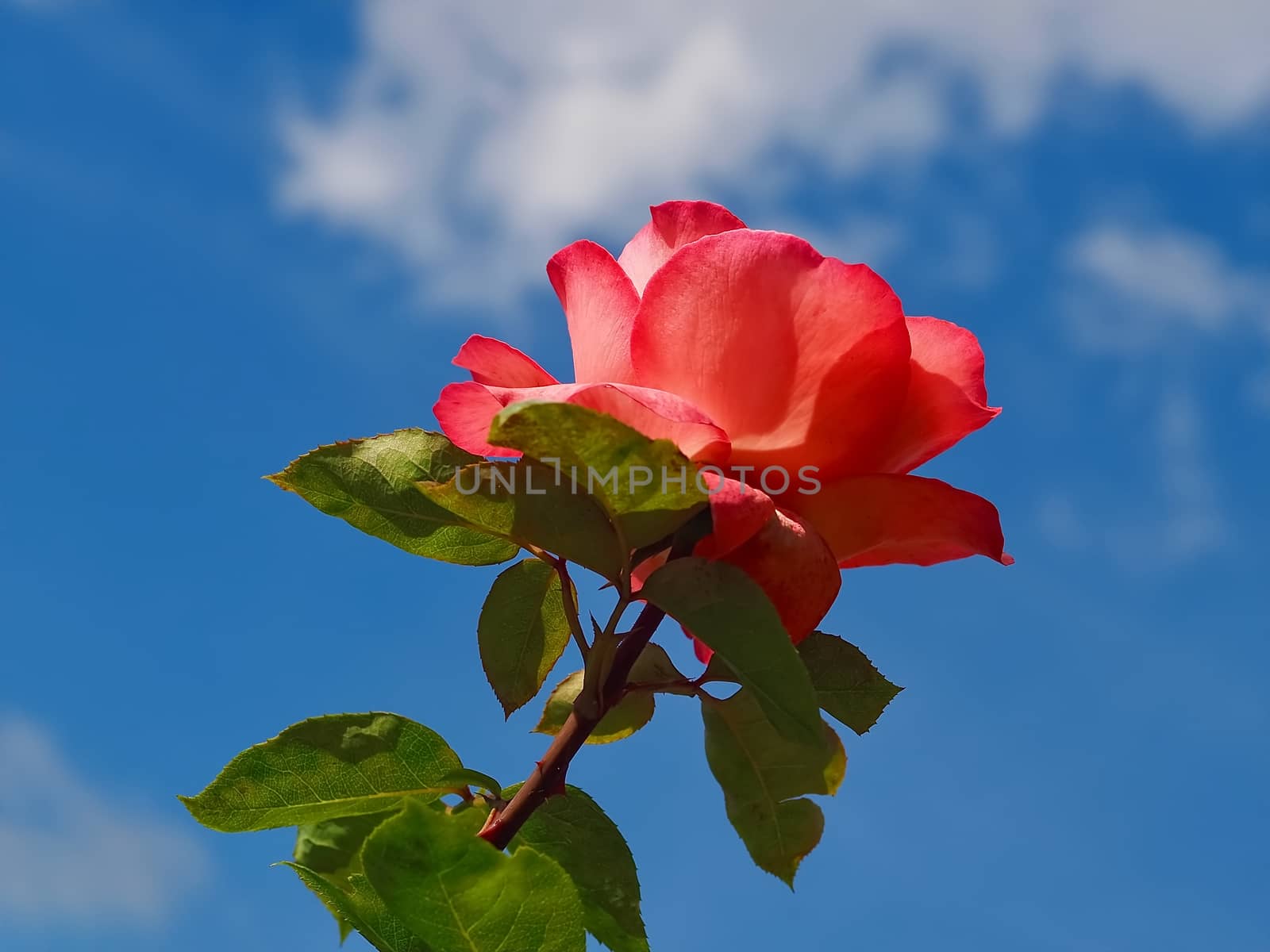 Beautiful red rose in front of blue sky by Stimmungsbilder