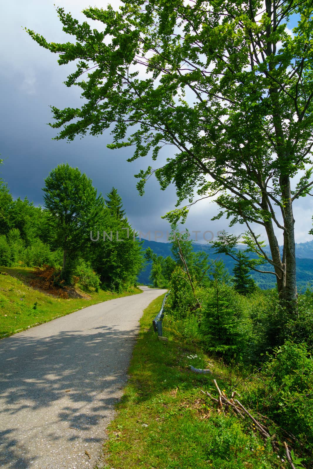 Mountain road in the Tresnjevik mountain pass area, along the Kolasin - Andrijevica road. Montenegro