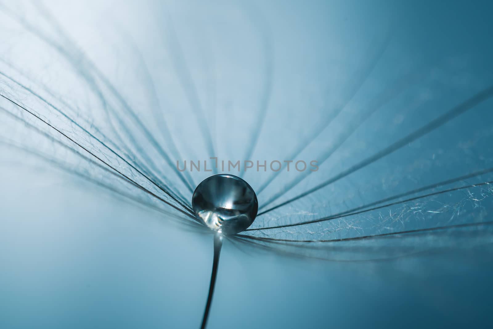 Drops of dew on dandelion seeds. Macro background mint color. Drops of water on the parachutes of a flower.Concept of a gentle image.