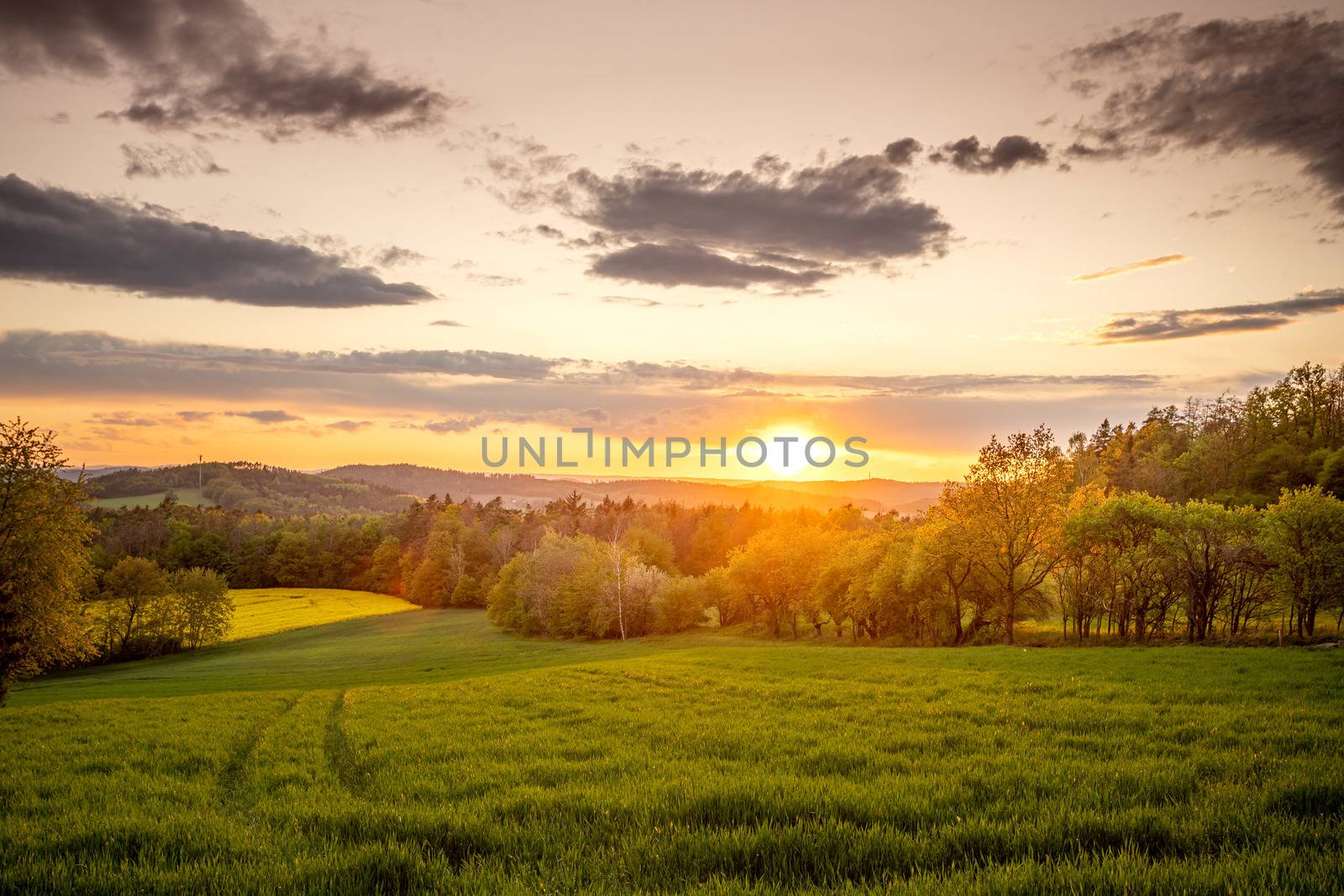 Fantastic day with fresh blooming hills in warm sunlight. Dramatic and picturesque evening sunset scene. Location place: Czech Republic, Central Europe. Bohemian fields with oilseed rape. by petrsvoboda91