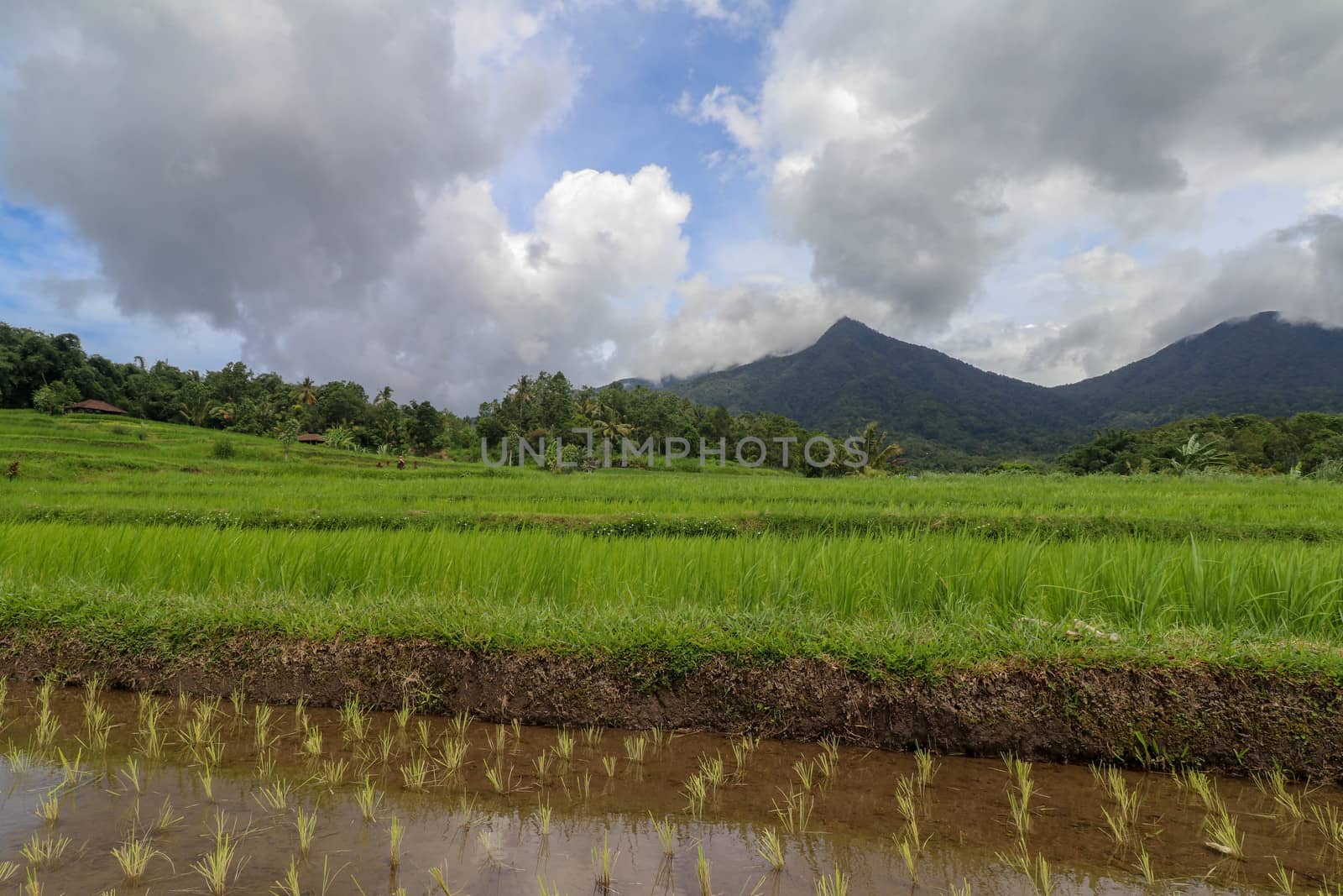 Jatiluwih and the landscape of Mount Batukaru Bali. Rice Field and Gunung Batukaru at Sunrise. Morning in rice terraces. Mt. Batukaru is the second highest mountain in Bali and is a dormant volcano.