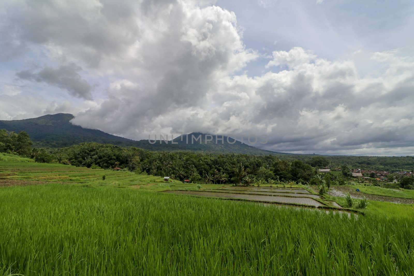 Jatiluwih and the landscape of Mount Batukaru Bali. Rice Field and Gunung Batukaru at Sunrise. Morning in rice terraces. Mt. Batukaru is the second highest mountain in Bali and is a dormant volcano.