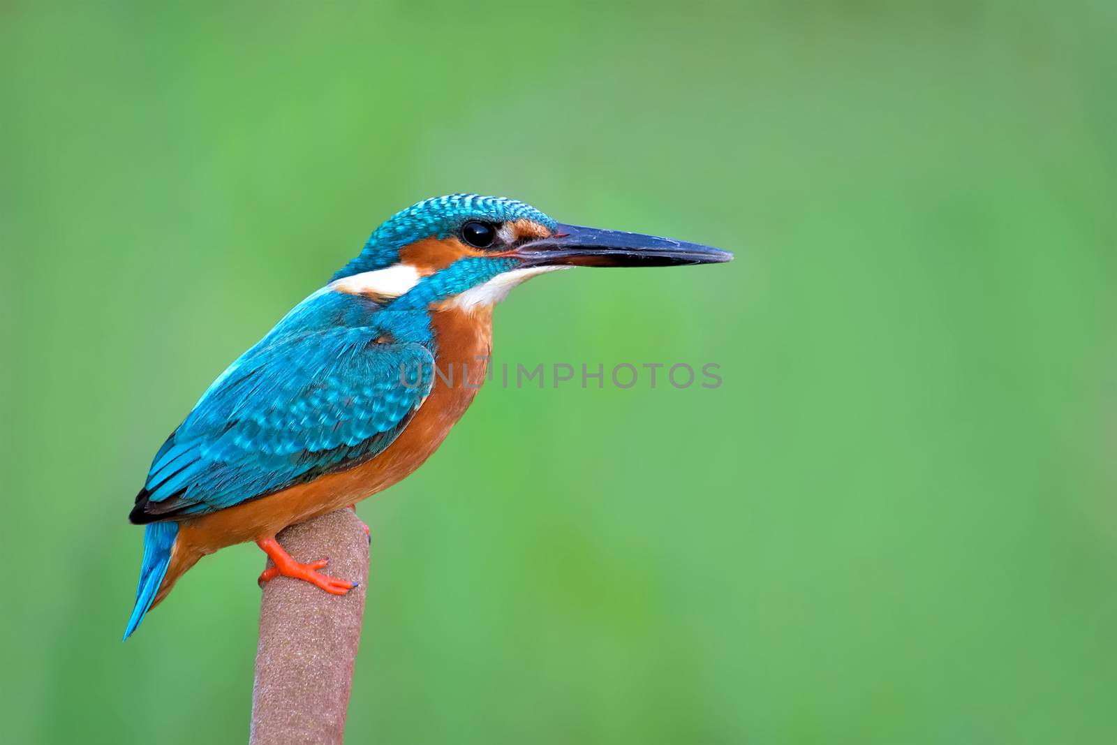 Common kingfisher sitting on reed by rkbalaji