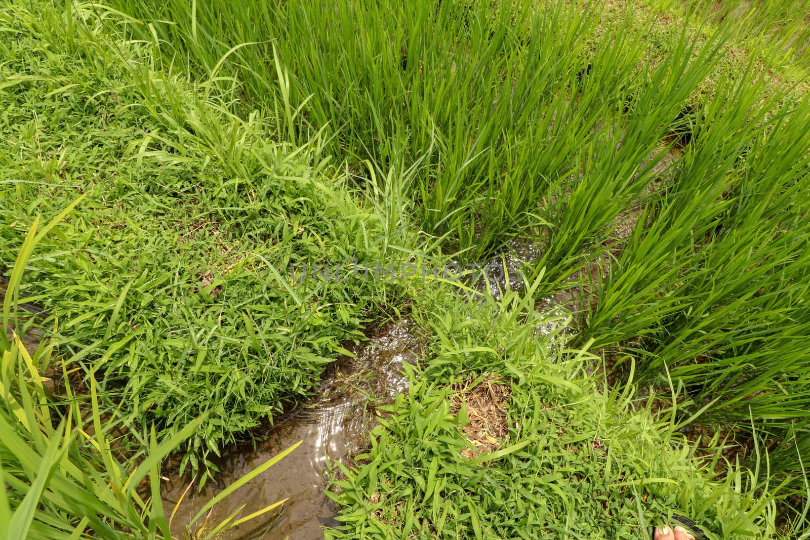 Lush green Balinese rice fields. Irrigation called subak, a traditional way of bringing water to the fields and rice terraces in the Jatiluwih area. Original method of irrigation.