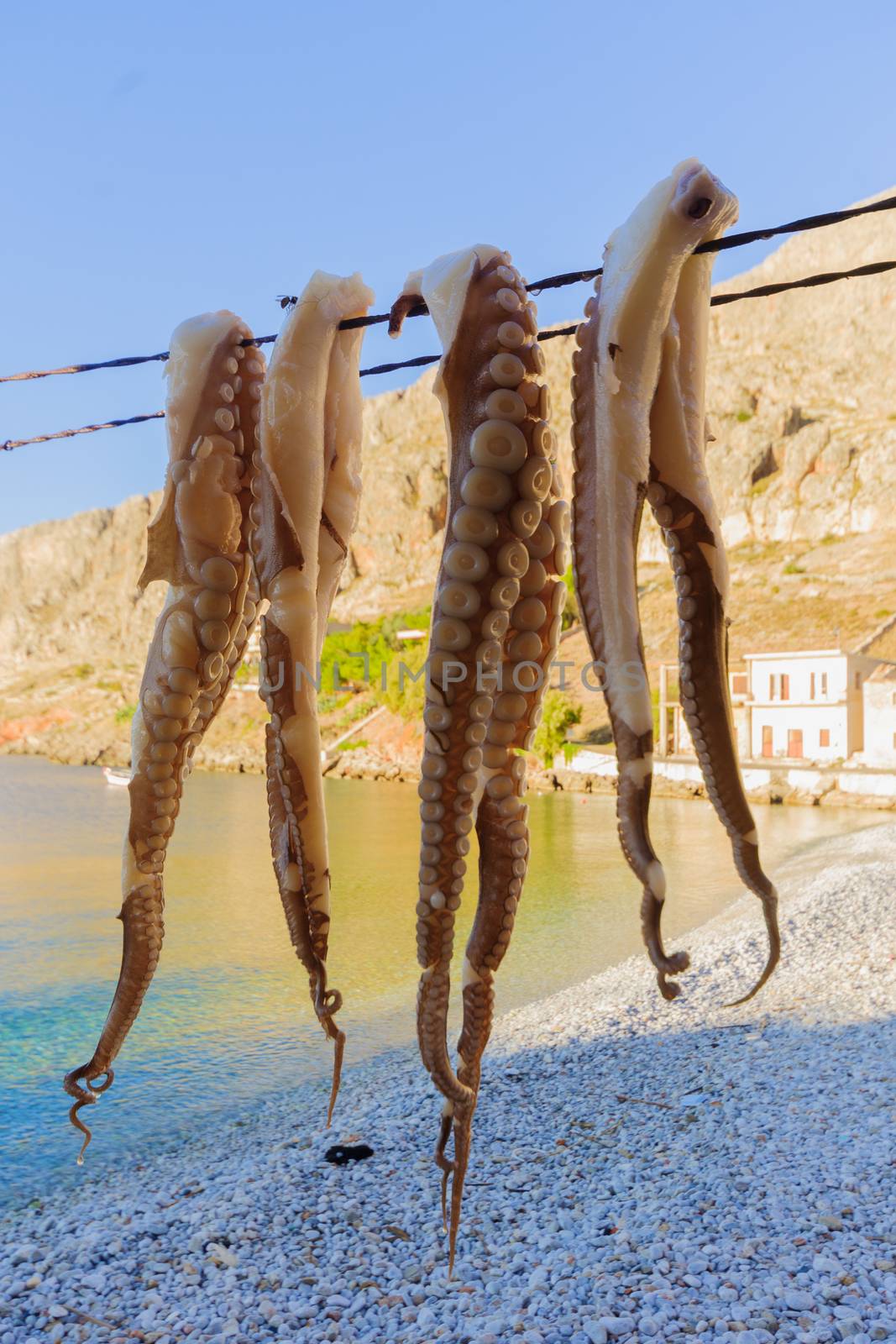 Drying Octopus by RnDmS
